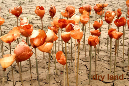 Dry Land